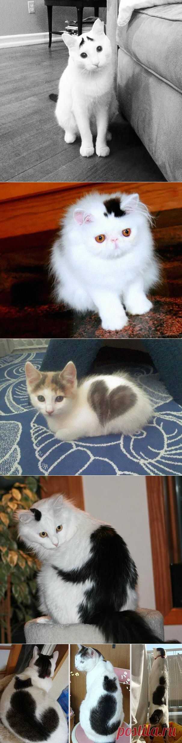 10 котов, прославившихся благодаря своему удивительному окрасу | Это интересно!