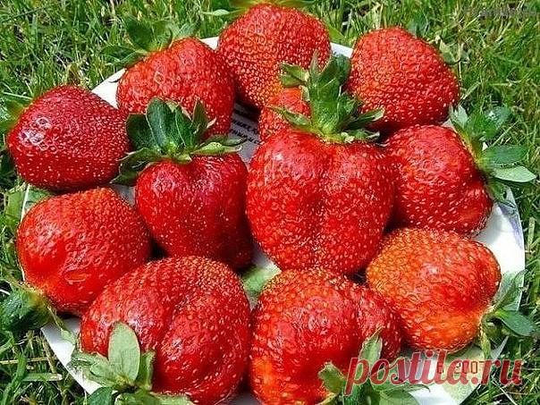 ПРАВИЛО 4 ГРЯДОК ДЛЯ КЛУБНИКИ
Долгое выращивание клубники и садовой земляники на одном месте приводит к истощению почвы. Растения с каждым годом все больше подвергаются различным заболеваниям и нападкам вредителей, ягоды становятся все мельче, да и сам урожай значительно уменьшается. Поэтому клубнику необходимо пересаживать. И делать это нужно через каждые три года. Постоянная пересадка занятие довольно хлопотное. Необходимо помнить, когда пересаживать ягоды, искать удобно...