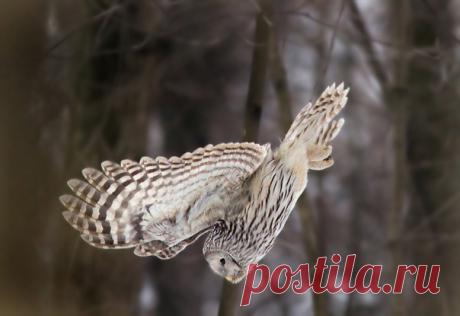 Длиннохвостая неясыть атакует мышь. Кадр от Михаила Крюкова (nat-geo.ru/community/user/16900/).