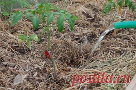 Йод для помидор: опрыскивание и обработка от фитофторы, полив и подкормка рассады томата