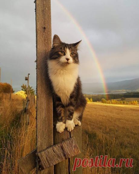 WOA Animal – Google+