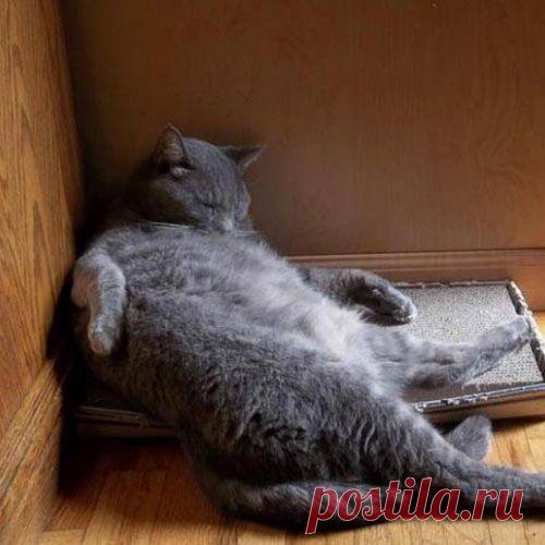 Коты, которым всё равно, где спать)) - МирТесен