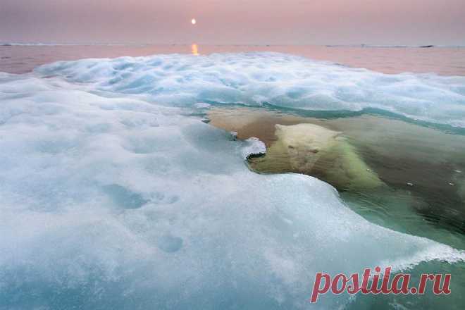 >> Победители Конкурса фотографий дикой природы 2013 | ФОТО НОВОСТИ