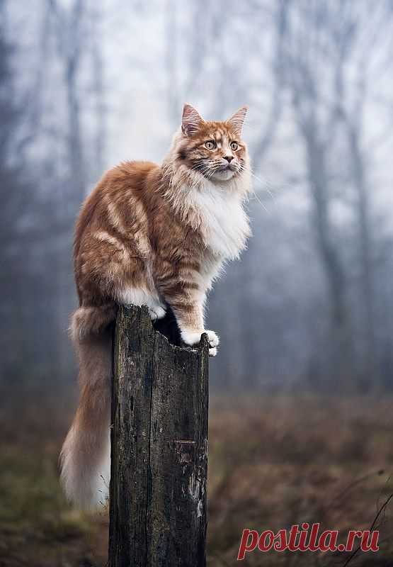 photogenic felines