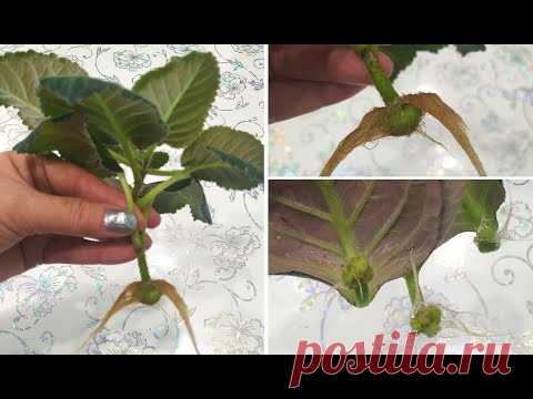 РЕЗУЛЬТАТ УКОРЕНЕНИЯ 🌺 Глоксиний в ВОДЕ ☑️ БОЛЬШИЕ КЛУБНИ за 17 дней‼️