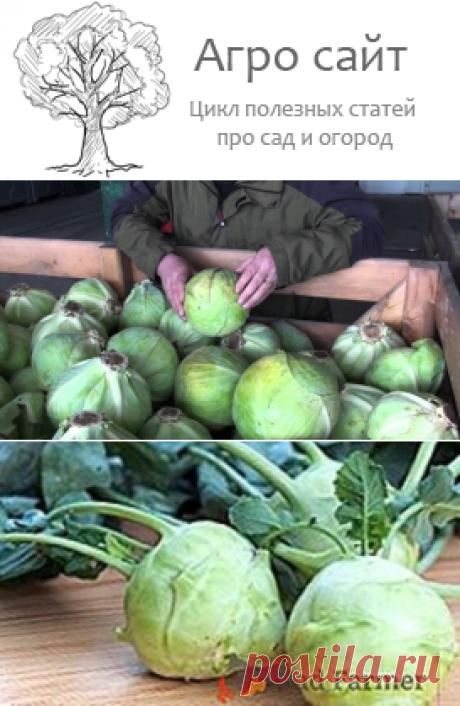 Особенности посадки разных видов капусты