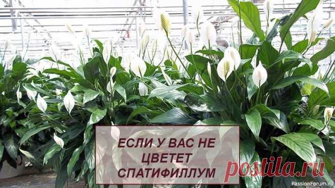 Если у вас не цветет спатифиллум Спатифиллум по праву входит в первую десятку самых любимых комнатных растений, его обожают за обилие темно-зеленых листьев и необычные по форме цветы. Початок, собранный из мелких цветочков, напоминает щетку, и был бы не привлекателен, если бы не белое покрывало, по форме похожее на...