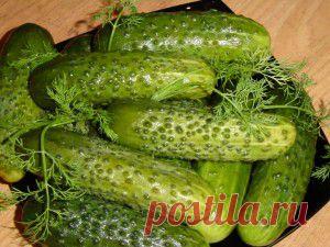 Огурцы малосольные по старинному рецепту