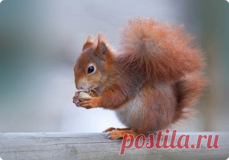 Gallery - Группы Мой Мир