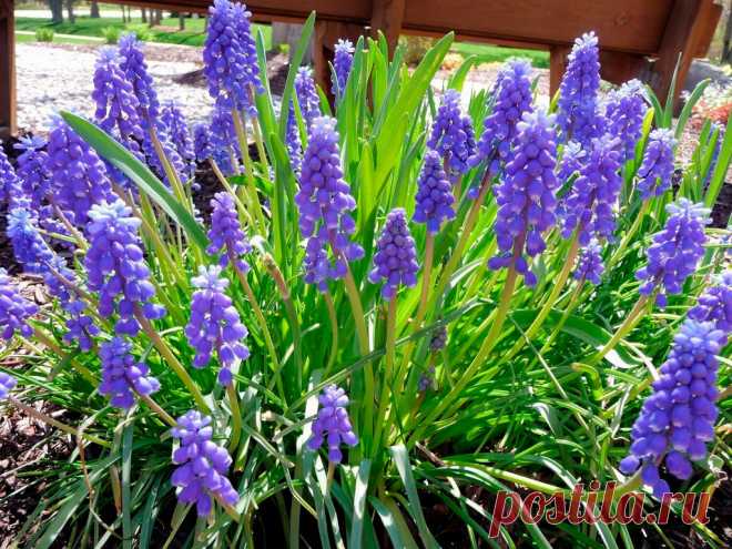 Многолетний садовый цветок Мускари (Muscari). Луковичный многолетник высотой 12-20 см. Луковица пленчатая, 2-3 см в диаметре. Листья приземные узкие. Цветки душистые, мелкие - синие, голубые, фиолетовые, белые, собраны в кистевидное соцветие. Цветет в мае - июне.

Основные виды.
М.армянский (M.armeniacum) - высота до 15 см, соцветие напоминает плотный голубой початок длиной 2-8 см. М.гроздевидный (M.botryoides) - высотой до 20 см, цветки темно-синие или белые, есть махровые формы.