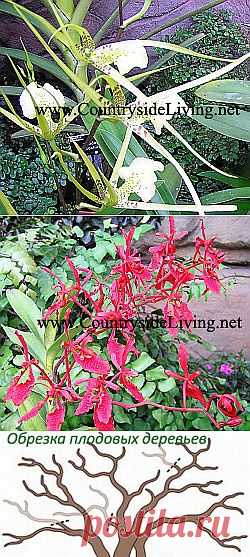 Орхидеи домашние в горшке. Уход в домашних условиях