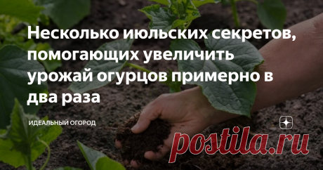 Несколько июльских секретов, помогающих увеличить урожай огурцов примерно в два раза Все огородники хотят собирать обильный урожай огурцов. Воспользуйтесь простыми приемами, благодаря которым сможете получить намного больше зеленцов.