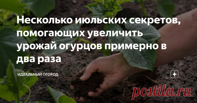 Несколько июльских секретов, помогающих увеличить урожай огурцов примерно в два раза Все огородники хотят собирать обильный урожай огурцов. Воспользуйтесь простыми приемами, благодаря которым сможете получить намного больше зеленцов.