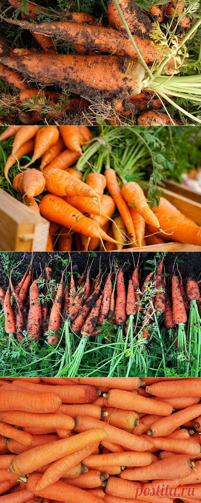 Посадка моркови под зиму в открытый грунт и особенности ухода