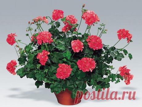 пеларгония плющелистная: 2 тыс изображений найдено в Яндекс.Картинках