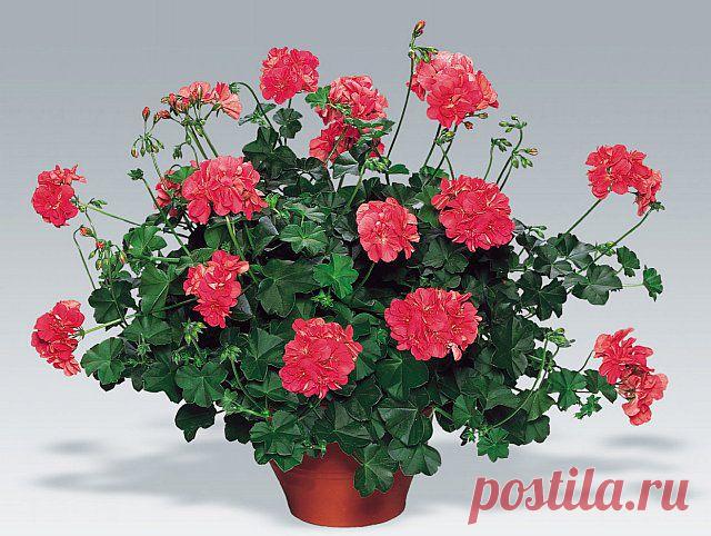 пеларгония плющелистная: 2 тыс изображений найдено в Яндекс.Картинках