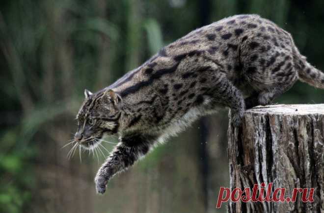 Кошка рыболов или крапчатая кошка – хищник из рода восточные кошки. Описание вида, фото и видео.