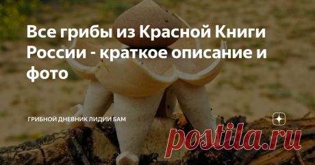 Все грибы из Красной Книги России - краткое описание и фото Часто возникают споры в обсуждениях, мол зачем вы берете те или иные грибы, они же краснокнижные! Привожу современный список грибов, занесенных в Красную Книгу России (последнее уточнение - 2020 год)  - 24 вида.  В дополнение к ней в каждом субъекте федерации есть свои Красные Книги, это  нужно учитывать при сборе грибов: например, в КК моей Смоленской области находится один единственный гриб - гифола курчавая (Gr...