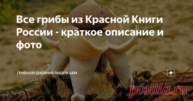 Все грибы из Красной Книги России - краткое описание и фото Часто возникают споры в обсуждениях, мол зачем вы берете те или иные грибы, они же краснокнижные! Привожу современный список грибов, занесенных в Красную Книгу России (последнее уточнение - 2020 год)  - 24 вида.  В дополнение к ней в каждом субъекте федерации есть свои Красные Книги, это  нужно учитывать при сборе грибов: например, в КК моей Смоленской области находится один единственный гриб - гифола курчавая (Gr...