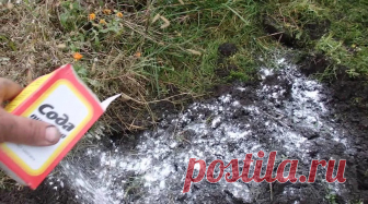 Правила применения пищевой соды в саду и огороде. Полезные свойства гидрокарбоната натрия для посадок. Сода от пожелтения листвы огурцов и против мучнистой росы. Использование против тли. Гидрокарбонат – подкормка для помидор. Сода для винограда и капусты. Опрыскивание содовым раствором плодовых деревьев.