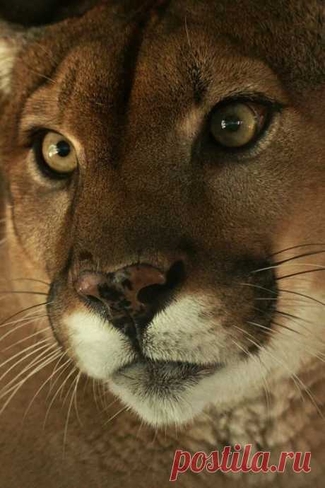 «Cougar by Dave Irving on 500px Felinos Grandes felinos, Animales exóticos y Animales salvajes» — карточка пользователя Wesna - Leto - в Яндекс.Коллекциях