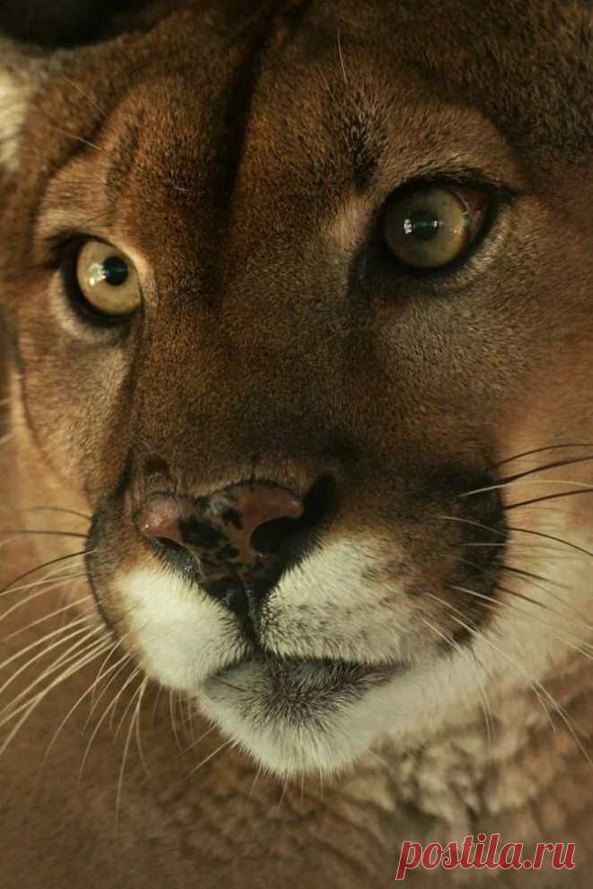 «Cougar by Dave Irving on 500px Felinos Grandes felinos, Animales exóticos y Animales salvajes» — карточка пользователя Wesna - Leto - в Яндекс.Коллекциях