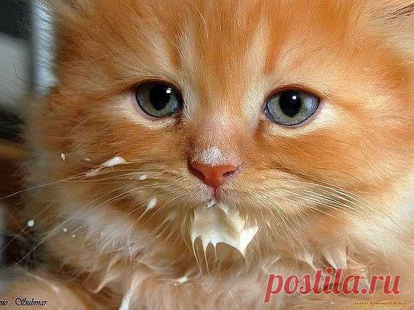 Было вкусно ,но очень стыдно