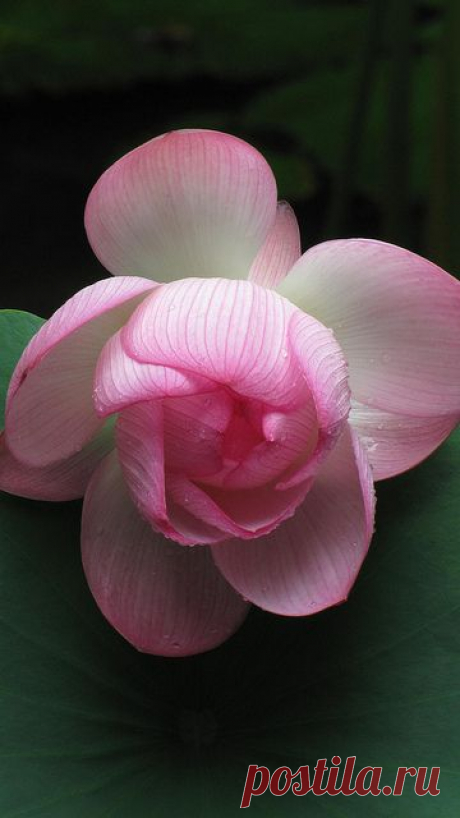 Lotus,  
flickr от goldenlo02  |  Pinterest • Всемирный каталог идей