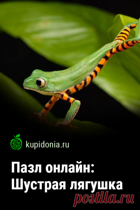 Пазл: Шустрая лягушка. Пазл онлайн с маленькой лягушкой из серии «Пазлы с животными онлайн». Собирай пазлы на сайте.