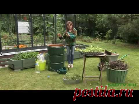 150  Как вырастить огурцы в бочке.