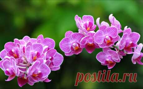 Магический смысл Орхидеи в вашем доме