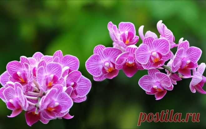 Магический смысл Орхидеи в вашем доме