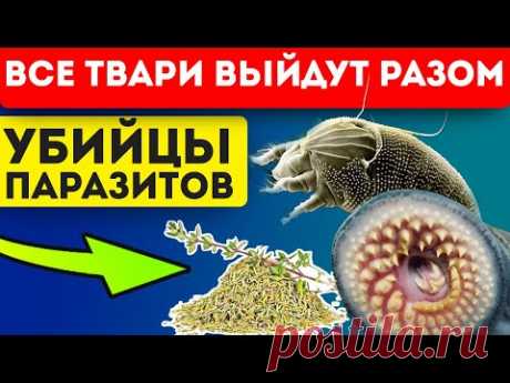 Гельминты и ПРОЧАЯ МЕРЗОСТЬ подохнет! ТОП 18 противопаразитарных продуктов!