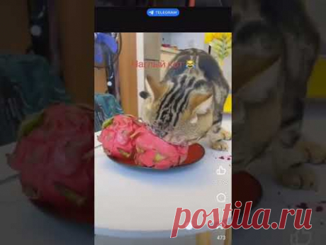 Очень наглый кот!