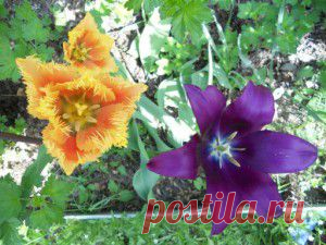 Тюльпаны: описание, выращивание, уход. | Для дачников.ру