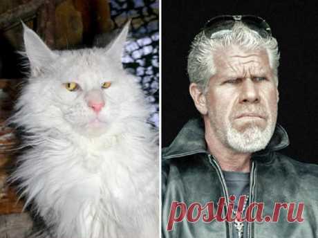 15 кошек, которые выглядят как популярные вымышленные персонажи