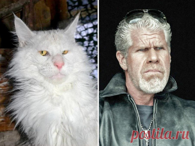 15 кошек, которые выглядят как популярные вымышленные персонажи