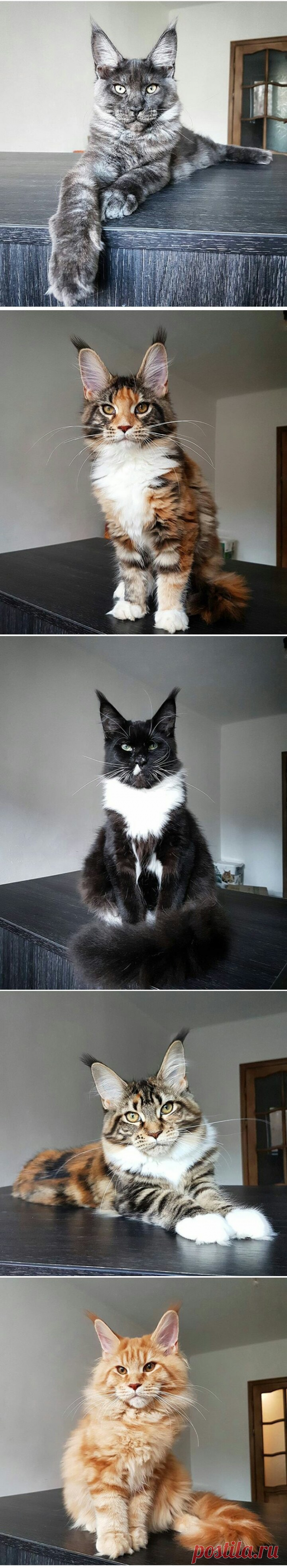 Прекрасные мейнкуны! Котики - муркотики