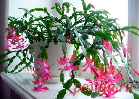 Несколько советов по уходу за декабристом для цветения и роста