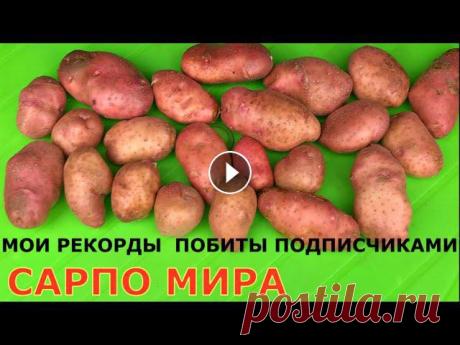Картофель САРПО МИРА, у кого какой урожай? Sarpo Mira Potatoes Помощь каналу, карта Сбербанка - 4276 3800 7513 3459 На канале: Наталья Сморчкова и другие авторы из разных регионов - результаты ...