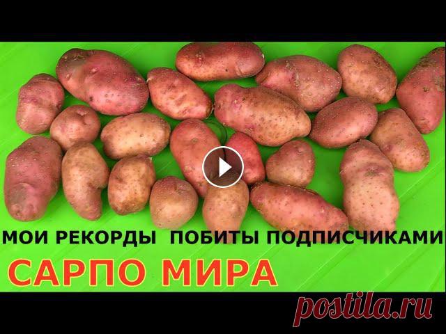 Картофель САРПО МИРА, у кого какой урожай? Sarpo Mira Potatoes Помощь каналу, карта Сбербанка - 4276 3800 7513 3459 На канале: Наталья Сморчкова и другие авторы из разных регионов - результаты ...