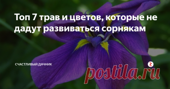 Топ 7 трав и цветов, которые не дадут развиваться сорнякам  Есть цветы и травы, которые не дают развиваться на клумбе сорнякам. Что же это за растения?
