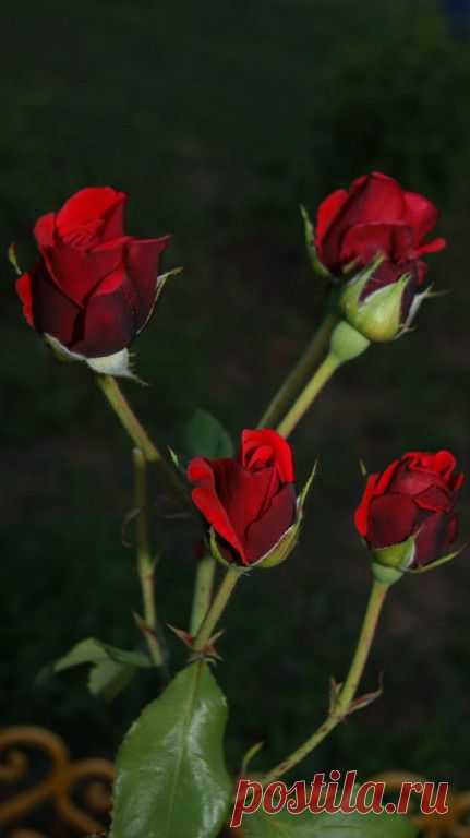 Мои розы. Фото Пироговой Ольги.