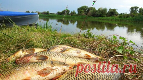 ЗАКИДУШКИ СХОДЯТ С УМА!! А ГОВОРИЛИ ТУТ РЫБЫ НЕТ. Рыбалка на закидушки. Первый выход на байдарке. | Always Alone | Дзен