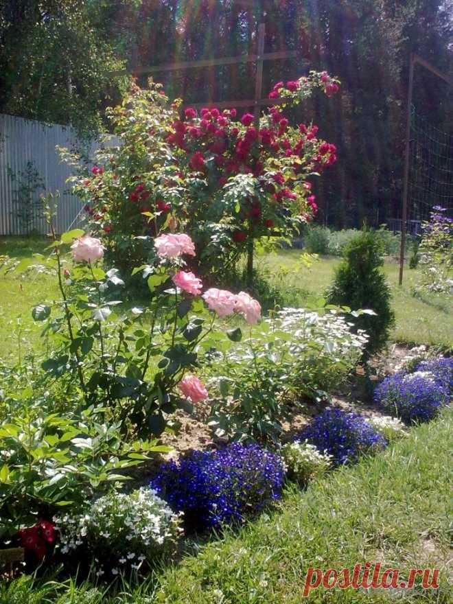 Сад Сергея Маланина | Самоцветик