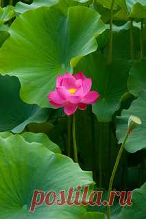Solitary Lotus | A vibrent Pink Swimming in a Sea of Green. … | Flickr