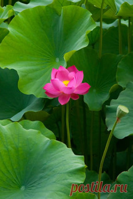 Solitary Lotus | A vibrent Pink Swimming in a Sea of Green. … | Flickr