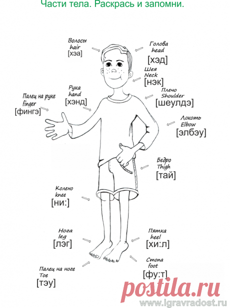 Body.png (733×980)