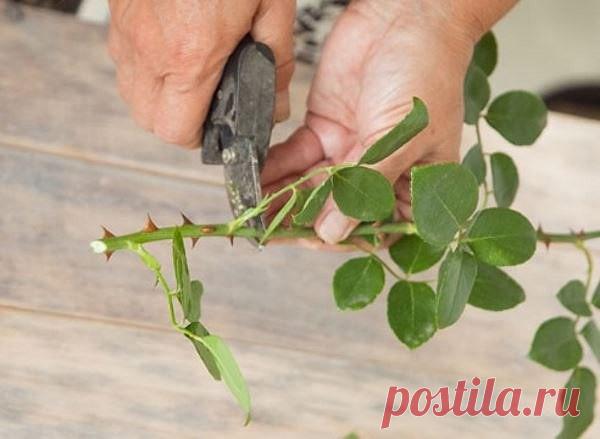 Одноклассники