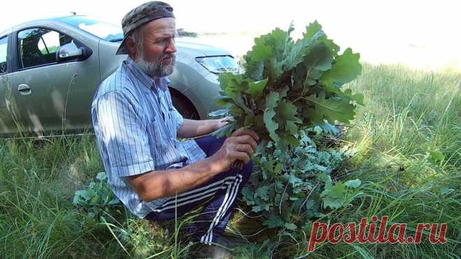 Заготавливаю веники больше 20 лет: рассказываю, как правильно заготовить веник для бани | Баня | От А до Я | Яндекс Дзен